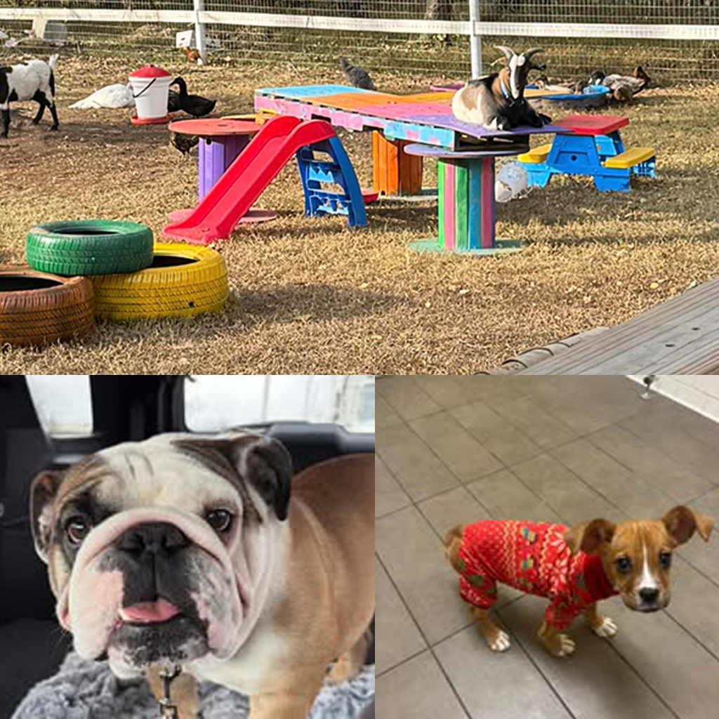 Cane-9 Rescue & Sanctuary Story